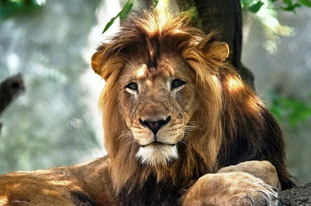 Rüyada aslan beslediğini görmek ne anlama gelir? Rüyada aslan görmek ne anlama gelir?