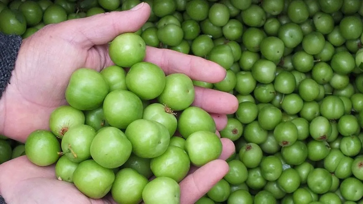 A, C, K vitamini ile potasyum deposu erik, şifa dağıtıyor! İşte faydaları...