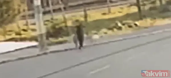 Peş peşe sokak köpeği saldırıları! İzmir ve Erzurum'dan şok görüntüler - 4