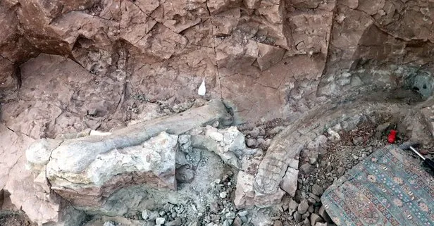 Çankırı’da 9 milyon yıllık fillerin atasına ait uyluk kemiği ve defans dişi fillerin en uzun dişi bulundu