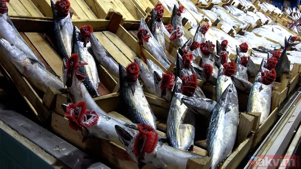 Denizden palamut fışkırdı! Tanesi 20 liraya düştü! Vatandaşın ve esnafın yüzü gülüyor - 13