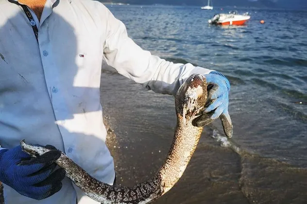 Muğla’nın Marmaris ilçesinde sahile vuran müren balığı vatandaşları şaşırttı