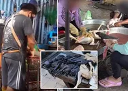 Koronavirüse rağmen durmuyolar! Hayvan pazarlarında durum vahim, gizli çekim yaptılar...