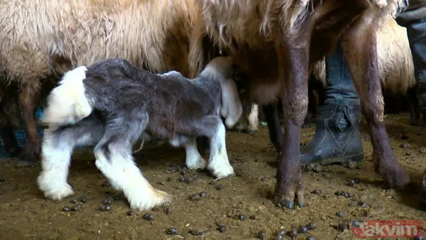 Dondurucu soğukla mücadele! Kuzulara soba başında biberonla bakıyorlar - 13