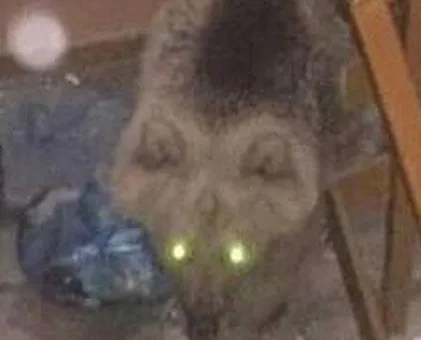 Sarıkamış’ta aç kalan boz ayı binaya girdi