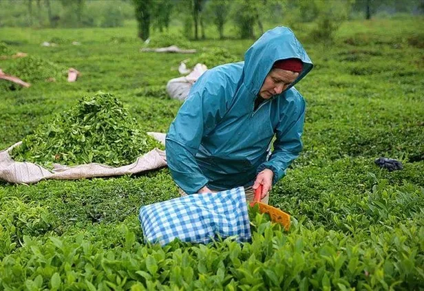 630 ÇAYKUR işçi alımı başvuru şartları neler? Başvurular nereden, nasıl yapılıyor? ÇAYKUR işçi alımı ne zaman?-2