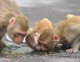 Çin’de ortaya çıkan yeni virüsten ilk ölüm: Monkey B