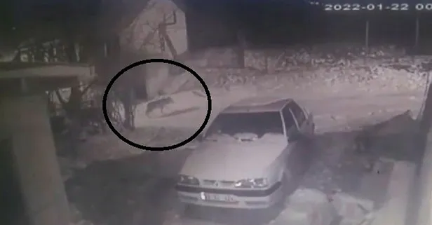 Aç kurt köye indi! Ahıra doğru ilerlerken görüntülendi