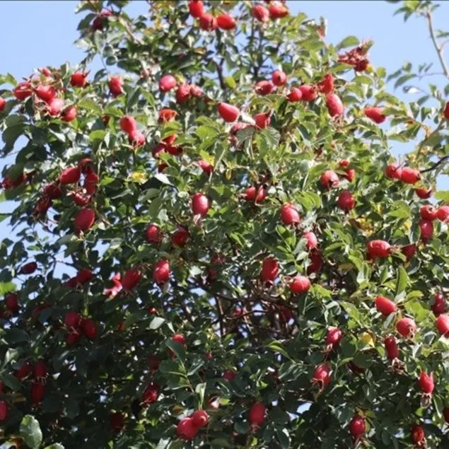 Kuşburnuyla güzellik olur