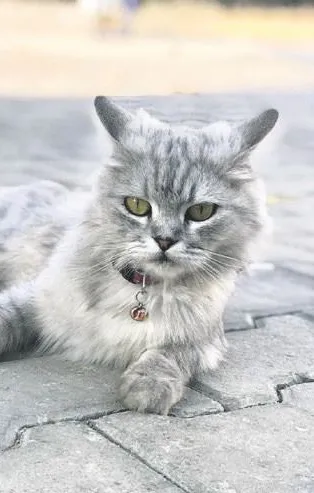 Müge Anlı'da sürpriz gelişme! Kayıp kedi 'Melek' bulundu