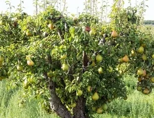 Rüyada armut ağacı görmek ne anlama gelir? Rüyada dalında armut görmek neye işarettir? Anlamı ve yorumu nedir?