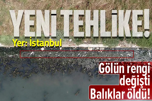Büyükçekmece Gölü'nde şoke eden görüntü! Suyun rengi değişti, balıklar öldü!-1