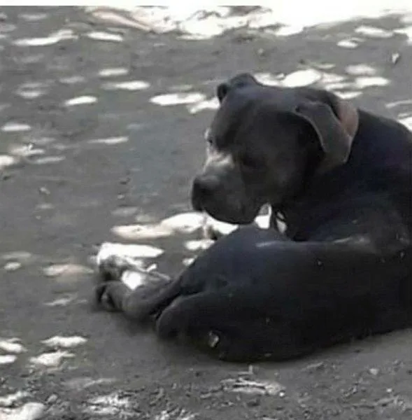 Sahibinden satılık vahşet! Büyüdükçe canavara dönüşen yavruları tam 10 bin TL'ye satıyorlar-3