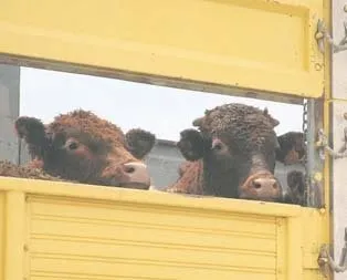 Rus değil anguslar geldi