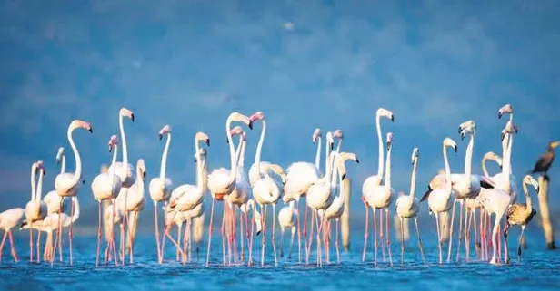 Flamingo avcılığına karşı özel koruma tedbirleri!