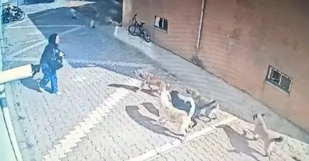 Yine başıboş köpek dehşeti: Hem Konya'da hem Kocaeli'de!