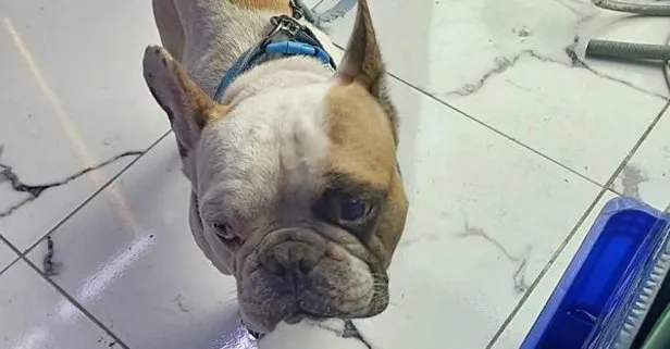 Kayseri’de köpeği defalarca direğe vurarak yaralayan şahıs gözaltına alındı