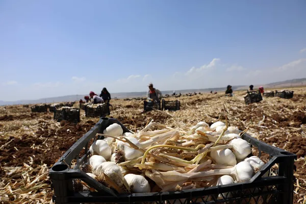 Son dakika: Tarlada 8 markette 40 lira! Gaziantep'te sarımsak hasadı başladı-3