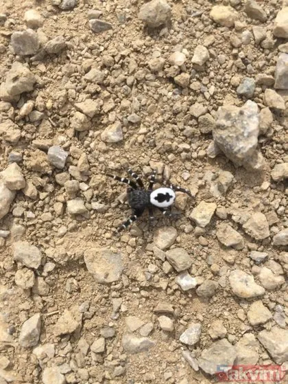 Daha önce hiçbir yerde görülmemiş olabilir! Tunceli’de hayrete düşüren örümcek