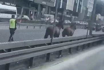 Başıboş atlar trafiği birbirine kattı!