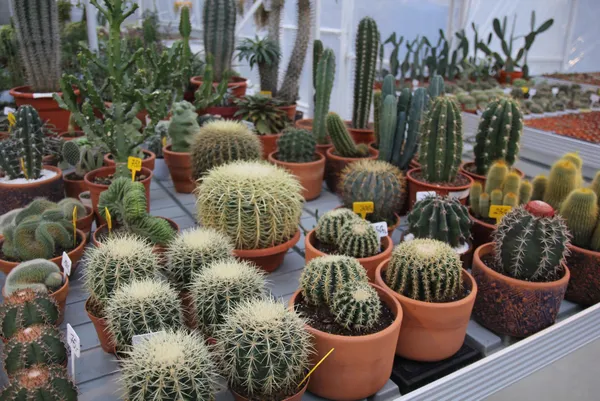 rizede-cay-bahcesini-sokunce-tepki-ceken-grubetci-vatandas-simdilerde-kaktus-taleplerine-yetisemiyor-1609139489081.jpg Koronavirüs salgınında kaktüs taleplerine yetişemiyor! Rizeli gurbetçi çay bahçesini söktü-4