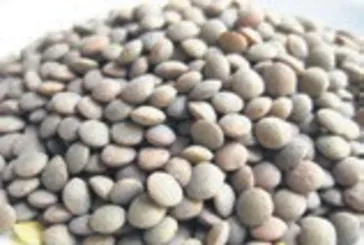 Mercimek kalbi korur