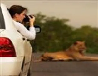 Dikkat fil çıkabilir!