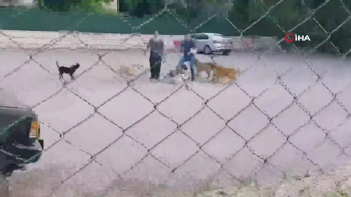 Kocaeli İzmit'te başıboş köpek dehşeti! Vatandaşa 10 köpek saldırdı! O anlar kamerada!