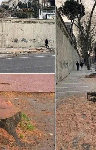 CHP'li İBB'nin katlettiği ağaçlarla ilgili şoke eden iddia: Asırlık çınarlar peyzaj şirketi kurbanı mı?