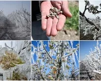 Zirai donun hasarı 21 milyar lira