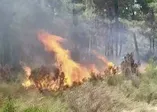 İstanbul'da korkutan orman yangını