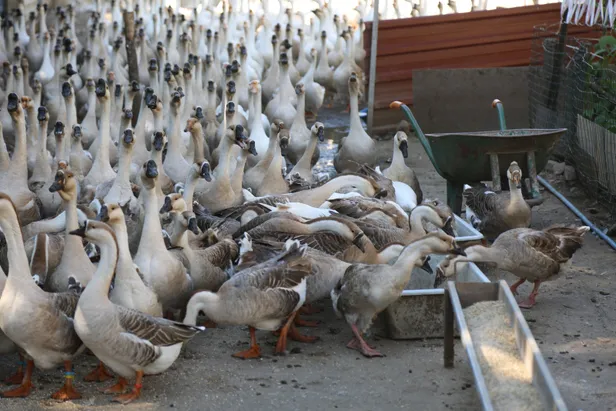 Akkuş'ta "kaz çiftliği" kurdu siparişlere yetişemiyor-4