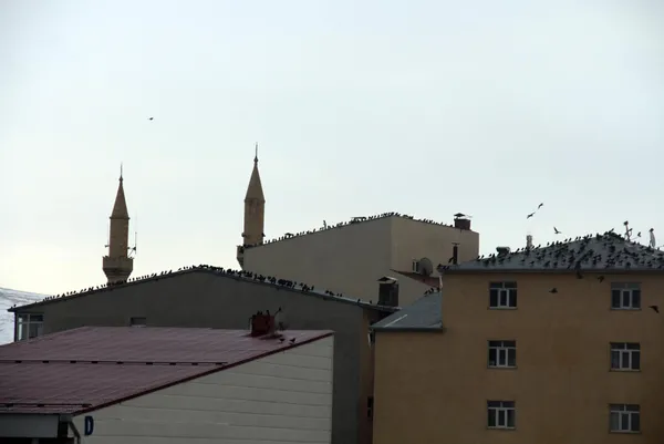 korku-filmi-gibi-kargalar-sehri-istila-etti-aciklama-geldi-1613025383752.jpg Korku filmi gibi! Kargalar şehri istila etti! Açıklama geldi-5