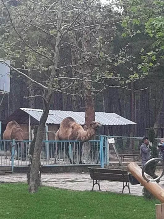 denizlide-hayvanat-bahcesinde-korkutan-goruntuler-deve-kucuk-cocuga-dehseti-yasatti-1682348017021.jpeg