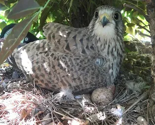 Yırtıcı kuş iş yerine yuva yaptı! Her gün yılan ve fare taşıyor