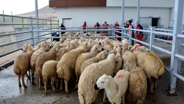 kimler-kurban-kesebilir-kadinlar-kurban-kesebilir-mi-kurban-kesmek-farz-mi-sunnet-mi-1626689397899.jpg Kadınlar kurban kesebilir mi? Kurban kesmek farz mı sünnet mi? Kimler kurban kesebilir?-5