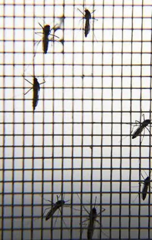 Sarı humma salgını Nijerya'da 115 can aldı