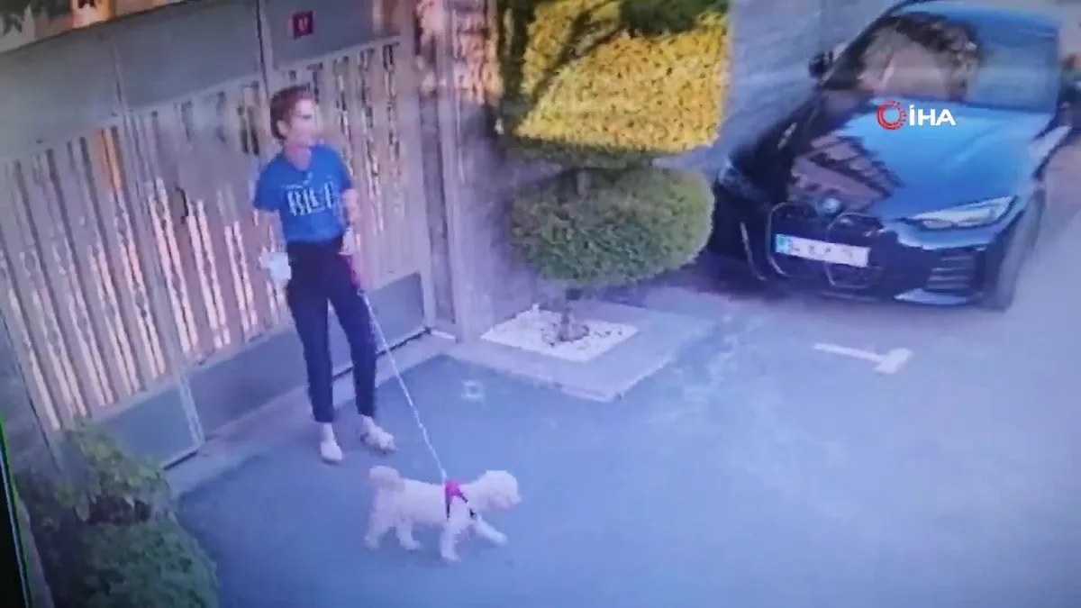 Ataşehir'de vahşet! Kangal köpeği başka bir köpeği parçaladı: Olayı gören sahibi kalp krizi geçirdi