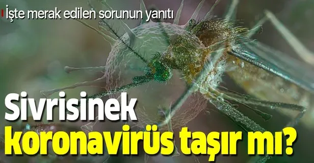 Son dakika: Sivrisinekler koronavirüs bulaştırır mı?