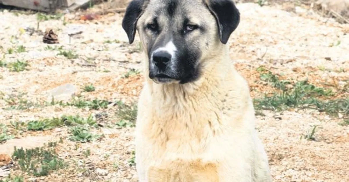 Alman Basini Kangallari Hedef Aldi Yetistiriciler Ise Sert Cikti En Merhametli Kopek Takvim Alman Basini Kangallari Hedef Aldi Yetistiriciler Ise Sert Cikti En Merhametli Kopek Takvim