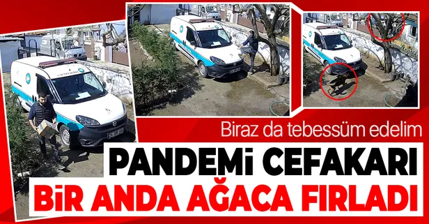 Bahçedeki köpekten korkan kurye ağaca çıktı