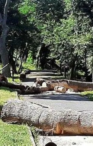 CHP'li İBB'nin Emirgan'daki ağaç katliamına tepki çığ gibi: Geziciler uykuda mısınız?