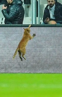 Beşiktaş'a UEFA şoku!