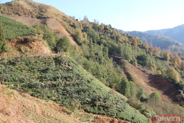 Doğu Karadeniz'i bekleyen büyük facia! Kaçak çaylıklar için ormanlar kesiliyor - 8
