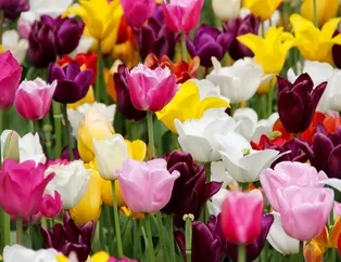 Rüyada lale görmek ne anlama gelir?