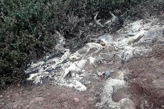 Osmaniye'de arazide üst üste atılmış köpek ölüleri bulundu