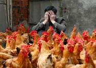 Hollandada koronavirüsten sonra kuş gribi alarmı