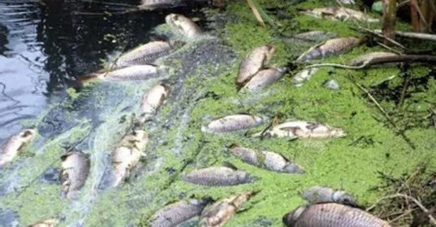 Edirne Uzunköprü’de yaşanan balık ölümleri korkuttu