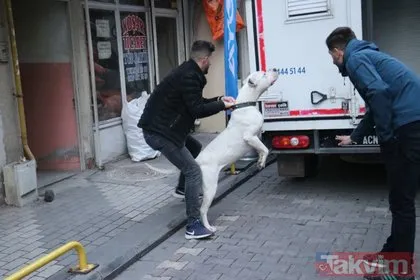 Malatya’da ’pitbull’lu dehşet! Kavga ettiği kişilerin üzerine köpeği saldı: 3 yaralı