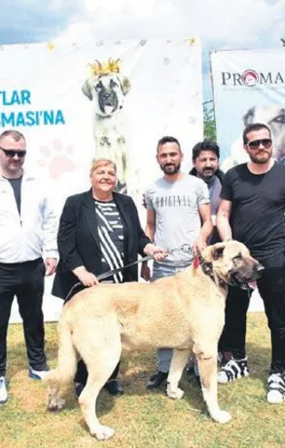 Sokak köpeği vahşeti bitmiyor! Adana’da Patili Dostlar Güzellik Yarışması'nda 3 yaşındaki minik saldırının kurbanı oldu